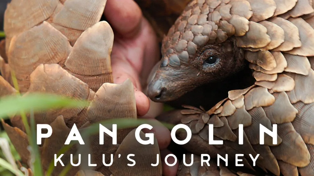 Pangolin: Kulu’s Journey